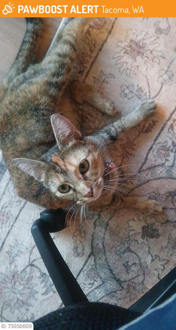 Found/Stray Female Cat last seen 17th st Tacoma Wa 98444, Tacoma, WA 98406