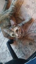 Found/Stray Female Cat last seen 17th st Tacoma Wa 98444, Tacoma, WA 98406
