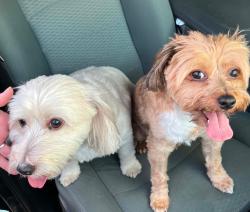Reunited Male Dog last seen Spring hill dr, Spring Hill, FL 34606