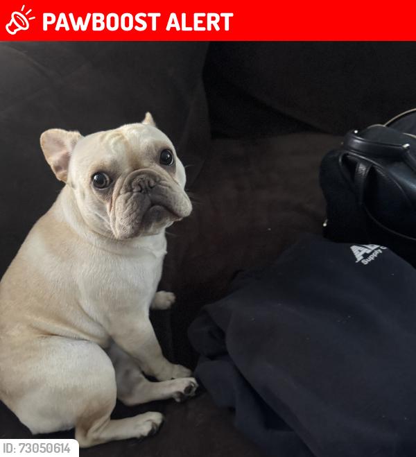 Lost Female Dog last seen Near Co rd f east, White Bear Lake, MN 55110