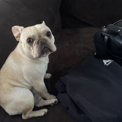 Lost Female Dog last seen Near Co rd f east, White Bear Lake, MN 55110