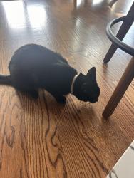 Reunited Male Cat last seen River Styx , Hopatcong, NJ 07843