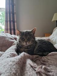 Reunited Male Cat last seen Dunmurry Lane, Belfast, Northern Ireland BT17