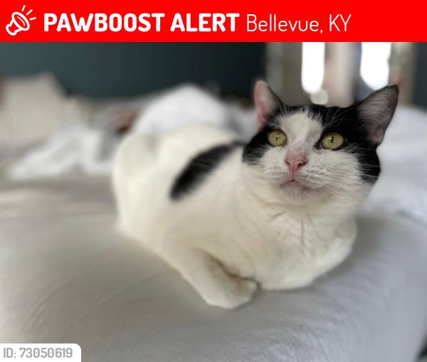 Lost Female Cat last seen Home, Bellevue, KY 41073
