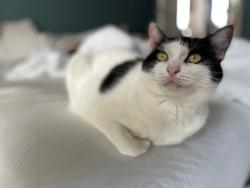 Lost Female Cat last seen Home, Bellevue, KY 41073