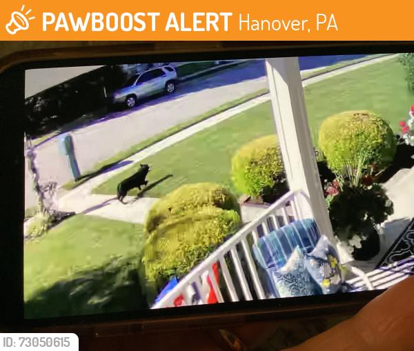 Found/Stray Male Dog last seen Hartman Ave , Hanover, PA 17331
