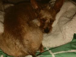 Lost Female Dog last seen Avenida Edgar Facó, Vila Herminia, SP 02979-150