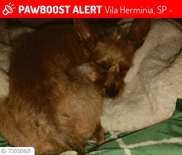 Lost Female Dog last seen Avenida Edgar Facó, Vila Herminia, SP 02979-150