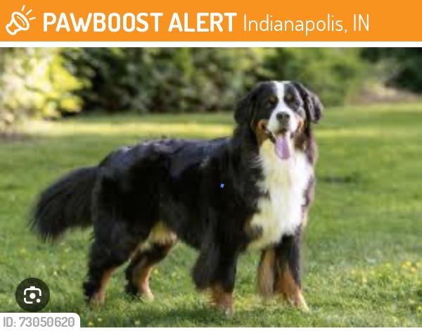 Found/Stray Unknown Dog last seen Mills/Mann Rd Decatur twp, Indianapolis, IN 46221