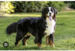 Found/Stray Unknown Dog last seen Mills/Mann Rd Decatur twp, Indianapolis, IN 46221