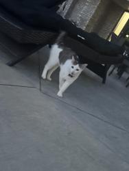 Reunited Unknown Cat last seen Jasper street in Nowthen, Nowthen, MN 55303