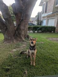 Found/Stray Male Dog last seen Warrenwood dr, Houston, TX 77066