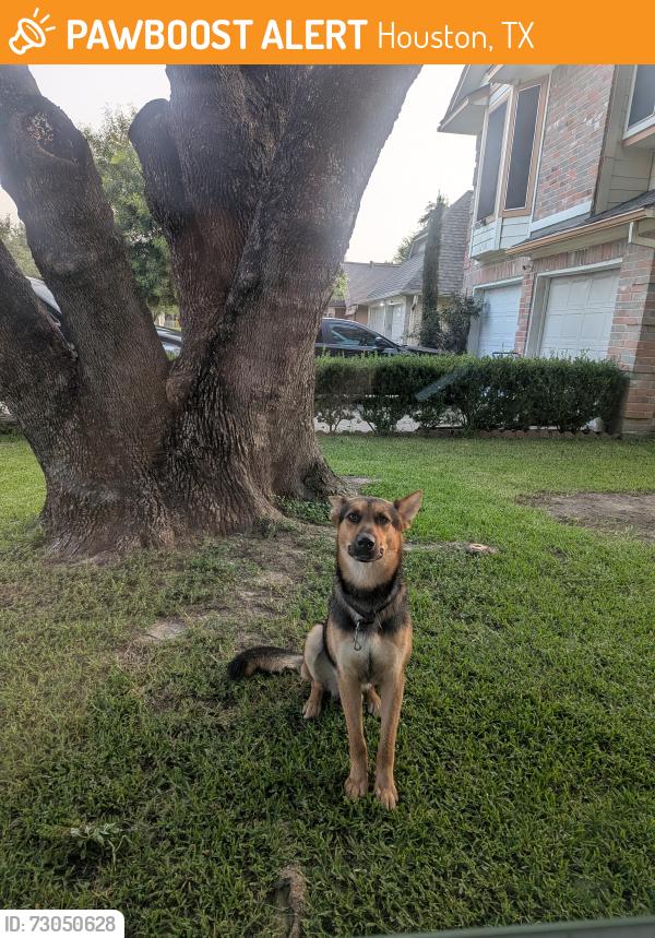 Found/Stray Male Dog last seen Warrenwood dr, Houston, TX 77066