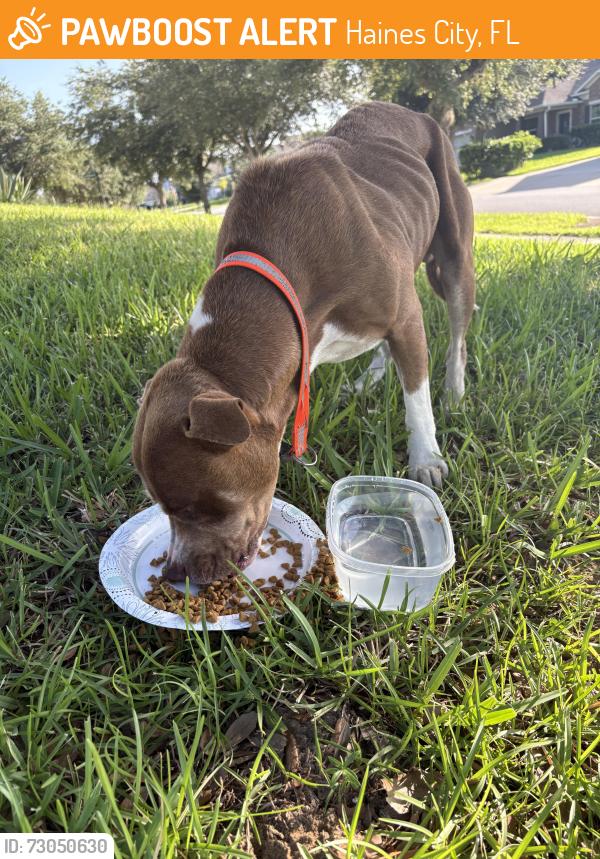 Found/Stray Male Dog last seen Haines Ridge, Haines City, FL 33844