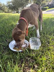 Found/Stray Male Dog last seen Haines Ridge, Haines City, FL 33844