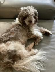 Reunited Male Dog last seen Sparkman and Chisholm or Loughman , Tampa, FL 33616