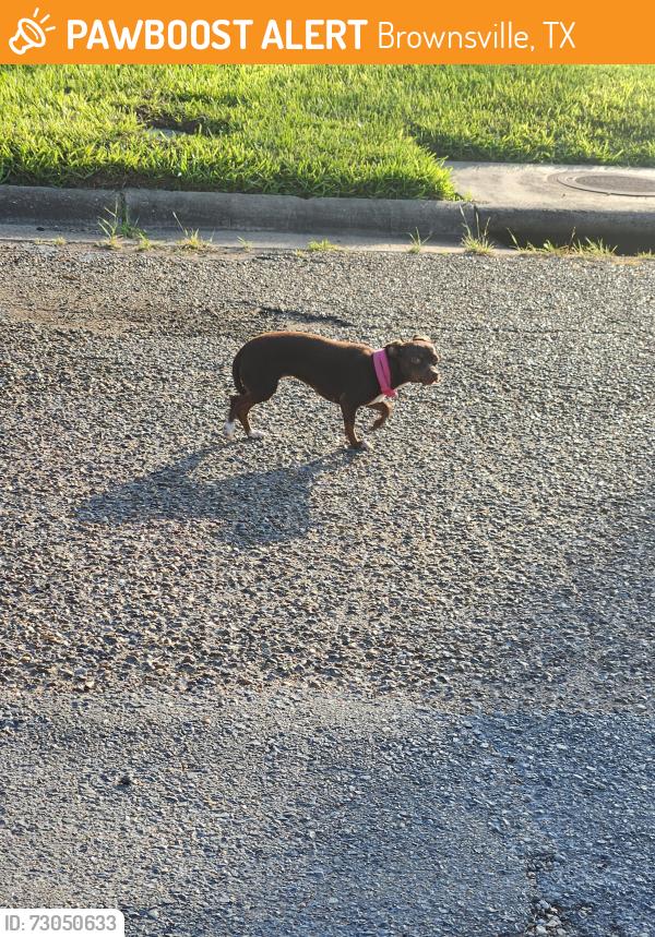 Found/Stray Female Dog last seen Boca Chica/cowan terrace, Brownsville, TX 78521