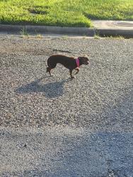 Found/Stray Female Dog last seen Boca Chica/cowan terrace, Brownsville, TX 78521