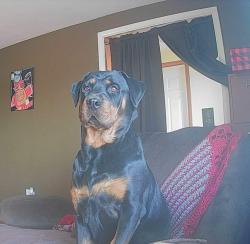 Lost Female Dog last seen Ran off into fields on North side of 60, just before Sullivan Rd, New Pekin, IN 47165