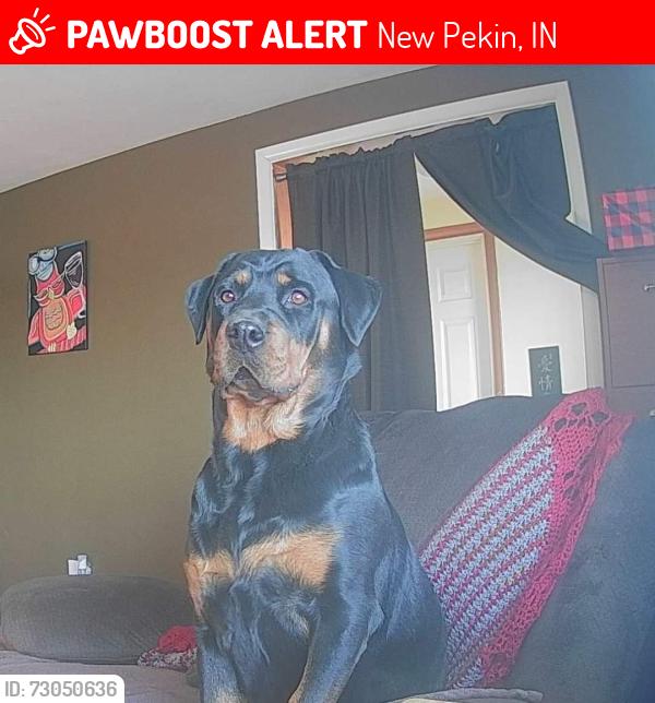 Lost Female Dog last seen Ran off into fields on North side of 60, just before Sullivan Rd, New Pekin, IN 47165