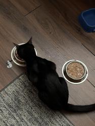 Reunited Male Cat last seen Agate and Somerset , Philadelphia, PA 19134