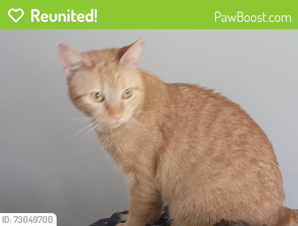 Reunited Female Cat last seen Inkberry Place, Angier, Johnston County, NC 27501
