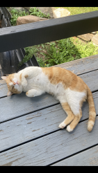 Lost Male Cat last seen Center for Animal Health and Welfare, Williams Township, PA 18042