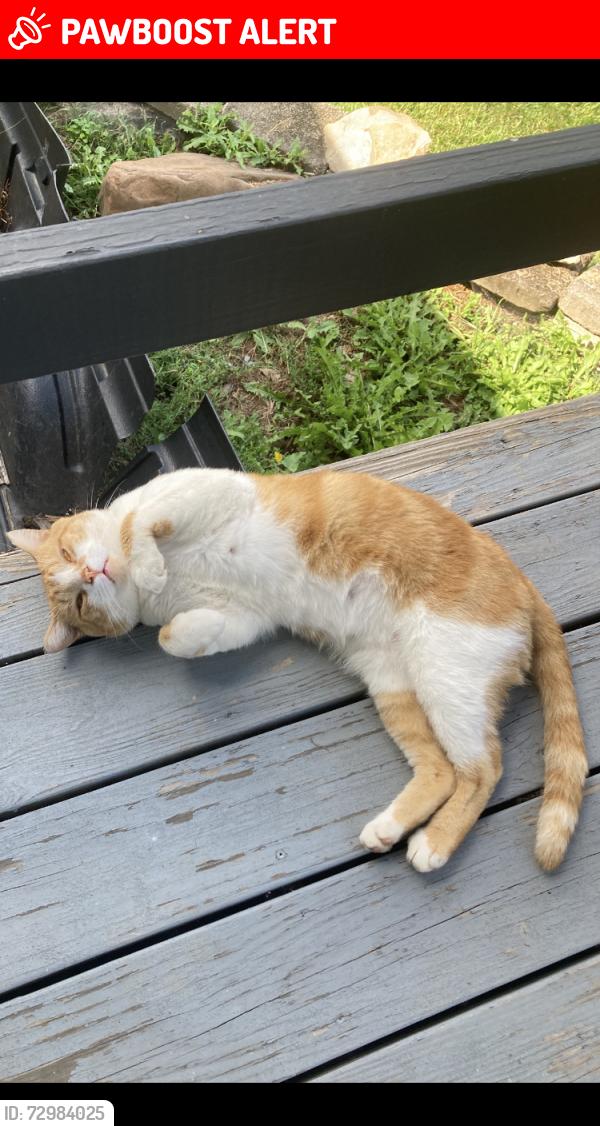 Lost Male Cat last seen Center for Animal Health and Welfare, Williams Township, PA 18042