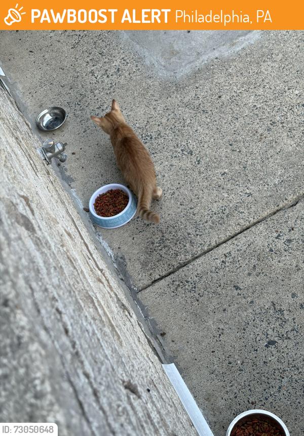 Found/Stray Male Cat last seen Agate and Somerset/auburn, Philadelphia, PA 19134