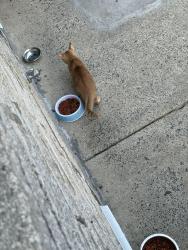Found/Stray Male Cat last seen Agate and Somerset/auburn, Philadelphia, PA 19134