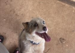 Reunited Male Dog last seen Lavista cir, Tucker, GA 30084