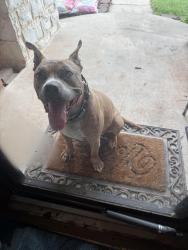 Found/Stray Male Dog last seen Waterloo & North MacArthur, Edmond, OK 73025