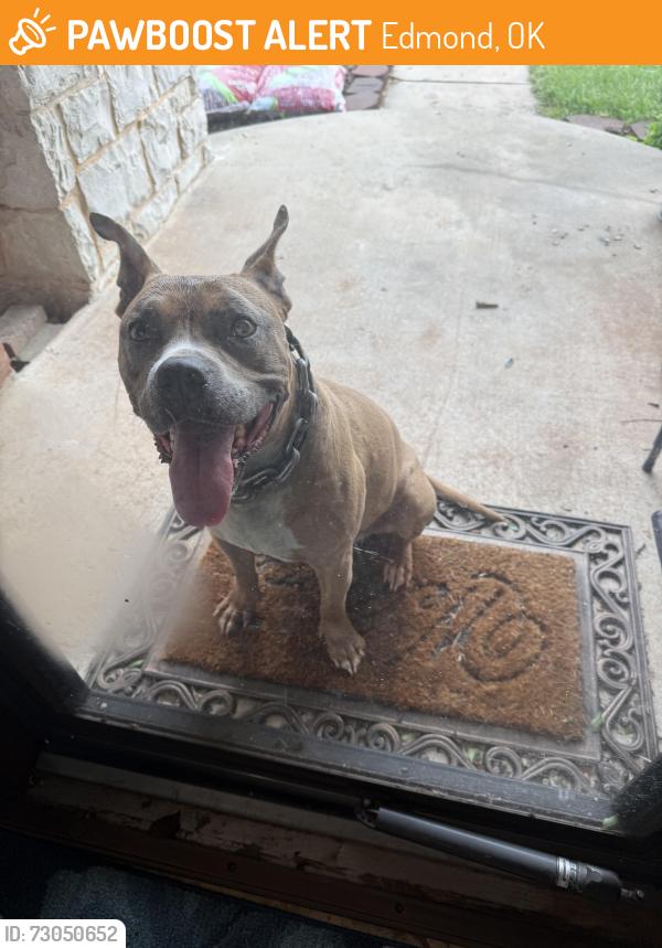 Found/Stray Male Dog last seen Waterloo & North MacArthur, Edmond, OK 73025