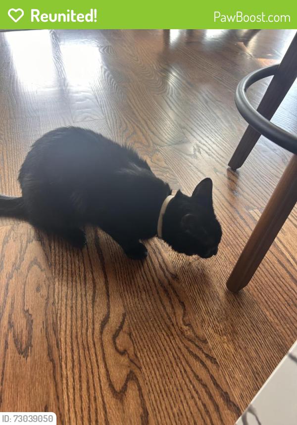 Reunited Male Cat last seen River Styx , Hopatcong, NJ 07843