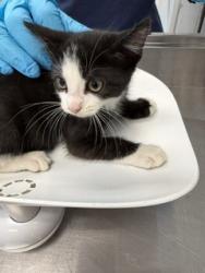 Shelter Stray Male Cat last seen ALAMANCE COUNTY, 221 Stone Quarry Rd, Burlington, NC 27217, USA