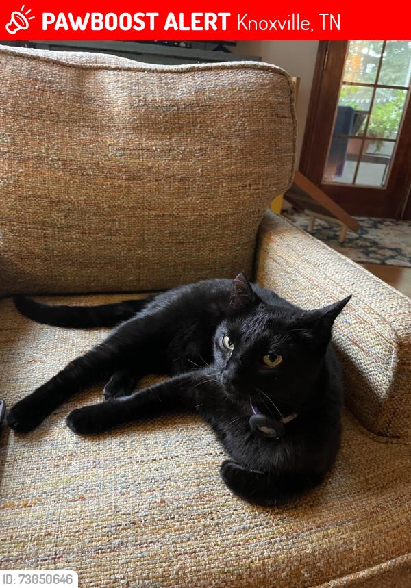 Lost Female Cat last seen Jacksboro & Kesterwood , Knoxville, TN 37918