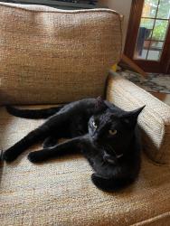 Lost Female Cat last seen Jacksboro & Kesterwood , Knoxville, TN 37918