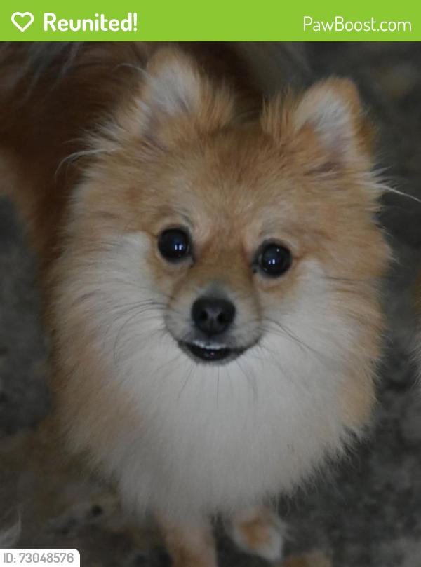 Reunited Male Dog last seen Mountain View Community Ranlo, Gastonia, NC 28054