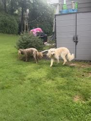 Reunited Male Dog last seen Shallowford rd & north hembree , Cobb County, GA 30062