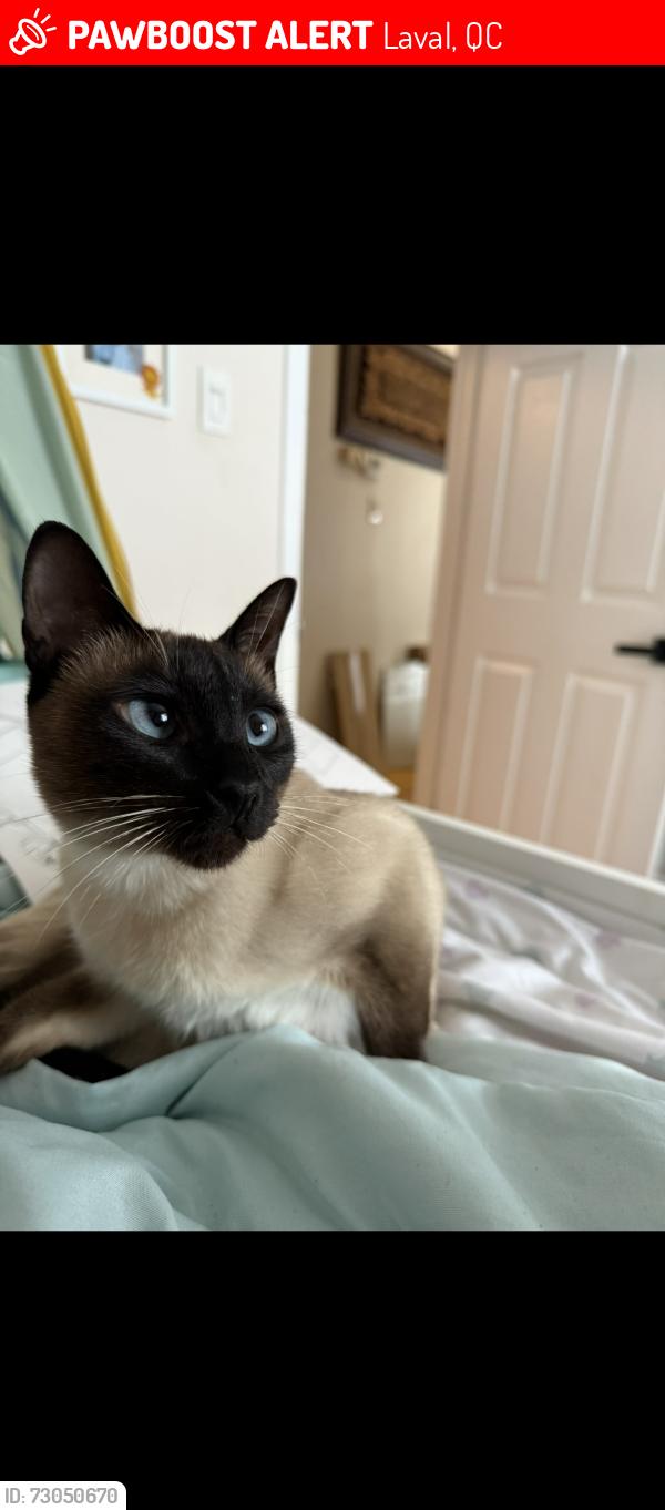 Lost Female Cat last seen Avec jean-xxiii, Laval, QC 