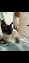 Lost Female Cat last seen Avec jean-xxiii, Laval, QC 