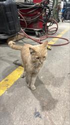 Found/Stray Unknown Cat last seen Woodbine and Davis, East Gwillimbury, ON L0G 1V0