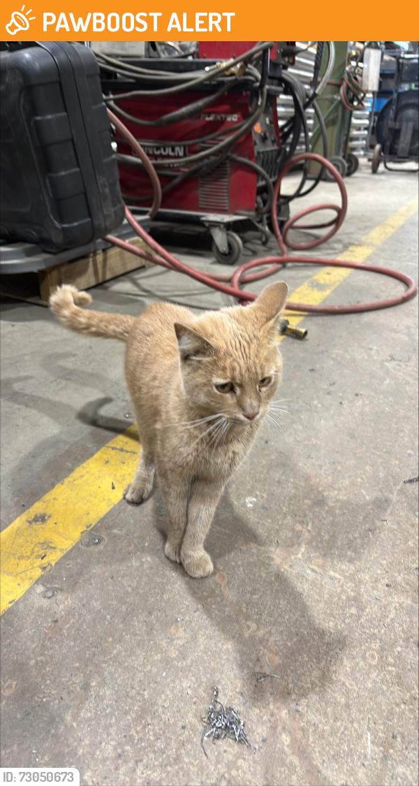 Found/Stray Unknown Cat last seen Woodbine and Davis, East Gwillimbury, ON L0G 1V0