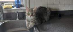 Lost Male Cat last seen Langford Avenue, Lubbock, TX 79407