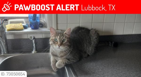 Lost Male Cat last seen Langford Avenue, Lubbock, TX 79407