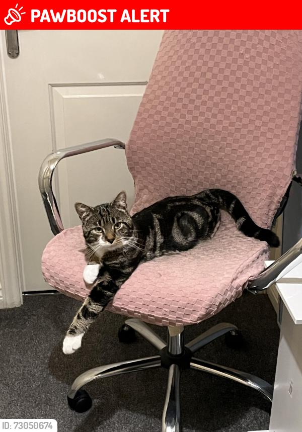 Lost Male Cat last seen Hattersley rd west, Hattersley, England SK14