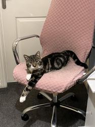Lost Male Cat last seen Hattersley rd west, Hattersley, England SK14