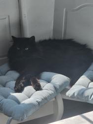 Reunited Female Cat last seen Linden Place, Middletown, NY, Middletown, NY 10940
