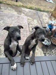 Found/Stray Female Dog last seen East second street, Pueblo, CO 81003