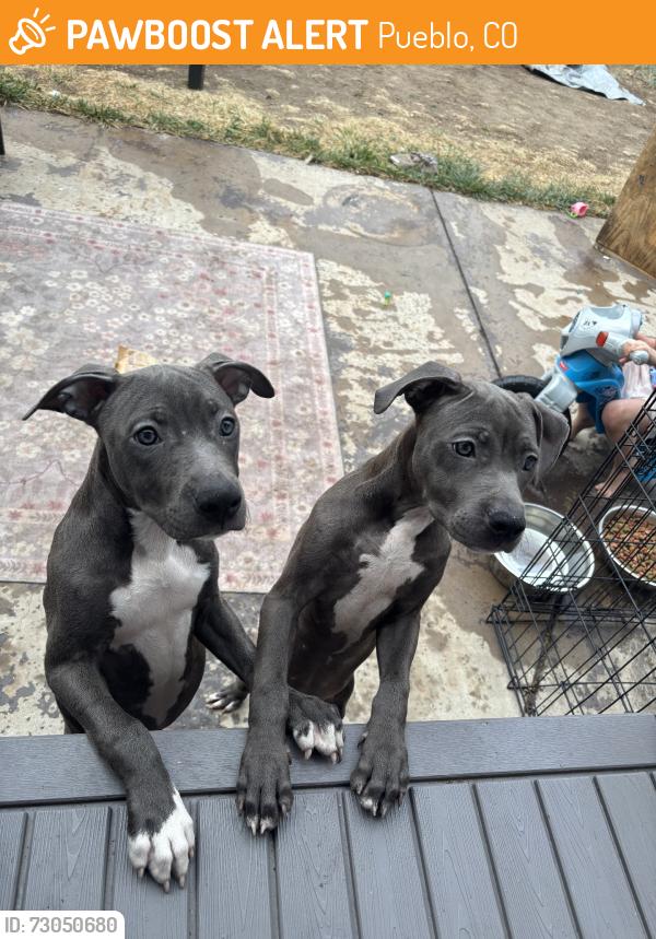 Found/Stray Female Dog last seen East second street, Pueblo, CO 81003